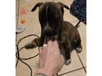 Adopt None a Black - with Brown, Red, Golden, Orange or Chestnut Mutt / Mixed