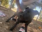 Adopt Mula a Black - with White Akita / American Pit Bull Terrier / Mixed dog in