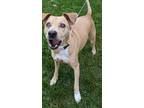 Adopt Harbaugh a Tan/Yellow/Fawn Hound (Unknown Type) / Miniature Pinscher /