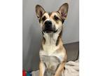 Adopt Hammy a Tan/Yellow/Fawn Mixed Breed (Small) / Mixed Breed (Medium) / Mixed