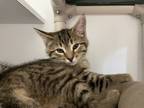 Adopt Lenny a Brown Tabby Domestic Shorthair / Mixed Breed (Medium) / Mixed