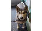 Adopt Sky a Black Husky / Mixed Breed (Medium) / Mixed (short coat) dog in