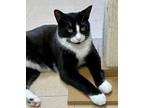 Adopt Alex a All Black Domestic Shorthair / Mixed Breed (Medium) / Mixed (short