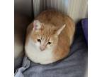 Adopt Nilla a Gray or Blue (Mostly) Domestic Shorthair / Mixed Breed (Medium) /