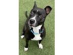 Adopt Nebula a Black Labrador Retriever / Whippet / Mixed (short coat) dog in