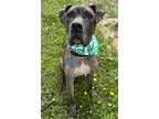 Adopt Freight a Brown/Chocolate Great Dane / Mixed Breed (Medium) / Mixed (short