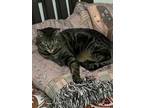 Adopt Wizard a Brown Tabby Domestic Shorthair / Mixed Breed (Medium) / Mixed
