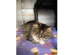 Adopt Autumn a Gray or Blue Domestic Mediumhair / Mixed Breed (Medium) / Mixed