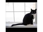 Adopt Rascal a All Black Domestic Shorthair / Mixed Breed (Medium) / Mixed