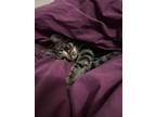 Adopt Criquette a Brown Tabby Domestic Shorthair / Mixed Breed (Medium) / Mixed