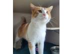 Adopt Honey a Orange or Red Domestic Shorthair / Mixed Breed (Medium) / Mixed