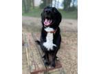 Adopt Links a Black Labrador Retriever / Mixed Breed (Medium) / Mixed (short