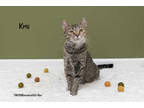 Adopt Kris a Gray or Blue Domestic Shorthair / Mixed Breed (Medium) / Mixed