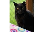 Adopt Wacky a All Black Domestic Shorthair / Mixed Breed (Medium) / Mixed (short