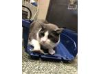 Adopt Blue a Gray or Blue Domestic Shorthair / Mixed Breed (Medium) / Mixed