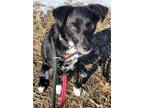 Adopt Habanero a Black Terrier (Unknown Type, Medium) / Mixed Breed (Medium) /