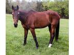 Adopt Excalliber a Roan Standardbred / Mixed horse in Fairfax, VA (31122305)