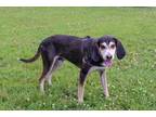 Adopt Ricky a Black Bluetick Coonhound / Husky / Mixed (short coat) dog in