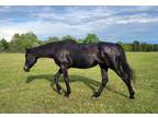 Adopt Missy a Black Thoroughbred / Mixed horse in Fairfax, VA (36120715)