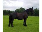 Adopt SIL a Black Draft / Mixed horse in Fairfax, VA (31122306)