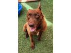 Adopt Teddy a Brown/Chocolate Mixed Breed (Small) / Mixed Breed (Medium) / Mixed