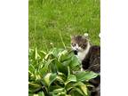 Adopt Angelo a Brown Tabby Domestic Mediumhair / Mixed Breed (Medium) / Mixed