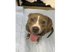 Adopt Katana a Brindle American Pit Bull Terrier / Mixed Breed (Medium) / Mixed