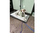 Adopt Radcliff a White Labrador Retriever / American Staffordshire Terrier /