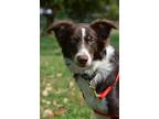 Adopt Cliff a Brindle Border Collie / Mixed Breed (Medium) / Mixed (short coat)