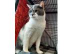 Adopt Zorro a Gray or Blue Domestic Shorthair / Mixed Breed (Medium) / Mixed