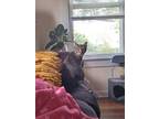 Adopt Lynk a Brown Tabby Domestic Shorthair / Mixed Breed (Medium) / Mixed
