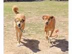 Adopt Mina a Tan/Yellow/Fawn Akbash / Mixed Breed (Medium) / Mixed (short coat)
