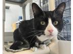 Adopt Laszlo a All Black Domestic Shorthair / Mixed Breed (Medium) / Mixed
