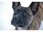 Adopt Luka a Brindle Dutch Shepherd / Mixed Breed (Medium) / Mixed (short coat)