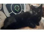 Adopt Prince Noir a All Black Domestic Shorthair / Mixed Breed (Medium) / Mixed