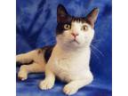 Adopt BRUTUS a All Black Domestic Shorthair / Mixed Breed (Medium) / Mixed