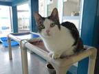Adopt Jeffrey a White Domestic Shorthair / Mixed Breed (Medium) / Mixed (short