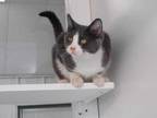 Adopt Newton a Gray or Blue Domestic Shorthair / Mixed Breed (Medium) / Mixed