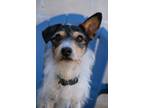 Adopt Morty a White Jack Russell Terrier / Mixed (short coat) dog in Newport