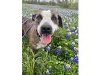Adopt Willow a Black Samoyed / American Pit Bull Terrier / Mixed (short coat)