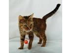 Adopt Hattie a Brown Tabby Domestic Shorthair / Mixed Breed (Medium) / Mixed