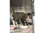 Adopt Kit Kit a Gray or Blue Domestic Shorthair / Mixed Breed (Medium) / Mixed