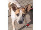 Adopt Uhura a White Australian Cattle Dog / Mixed Breed (Medium) / Mixed (short
