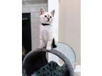 Adopt Clay a All Black Domestic Shorthair / Mixed Breed (Medium) / Mixed (short