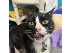 Adopt Hammy Sammy a All Black Domestic Shorthair / Mixed Breed (Medium) / Mixed