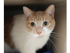 Adopt Dillie a Gray or Blue (Mostly) Domestic Shorthair / Mixed Breed (Medium) /