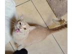 Adopt Peanut a Gray or Blue (Mostly) Domestic Shorthair / Mixed Breed (Medium) /