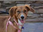 Adopt Clementine a Brindle Australian Shepherd / Hound (Unknown Type) / Mixed