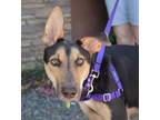 Adopt Reyna a Tan/Yellow/Fawn Doberman Pinscher / German Shepherd Dog / Mixed