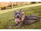 Adopt Babies a Black American Pit Bull Terrier / Mixed Breed (Medium) / Mixed